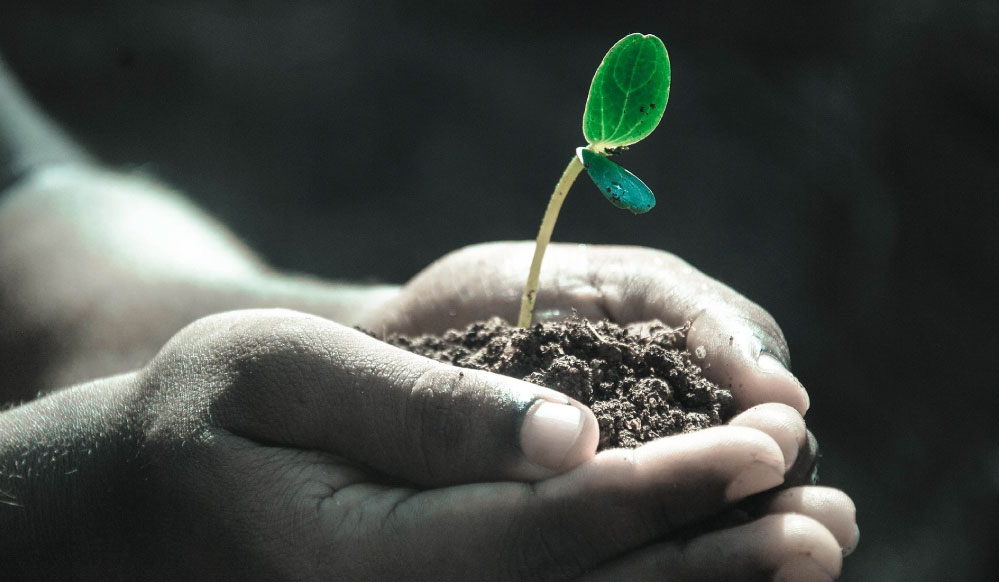 La importancia de cultivar en un Invernadero