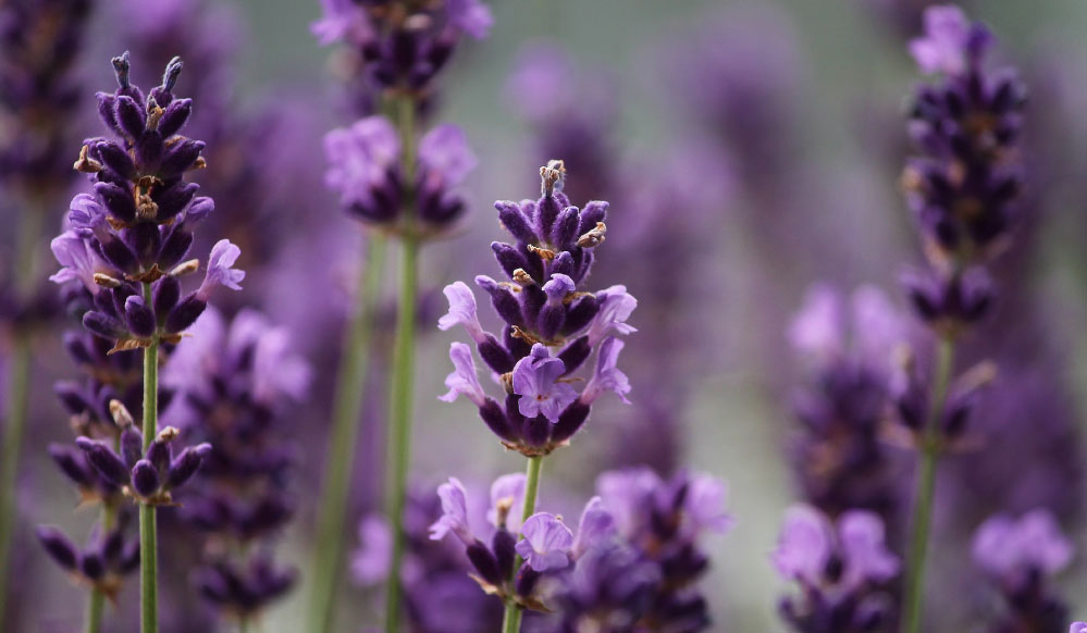 Beneficios de la lavanda