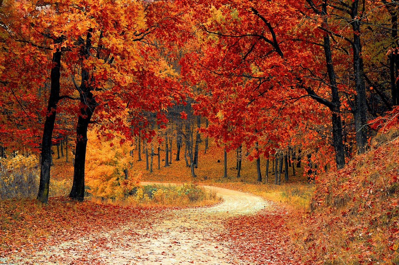 Pinta de intensos colores tu jardín con árboles de otoño