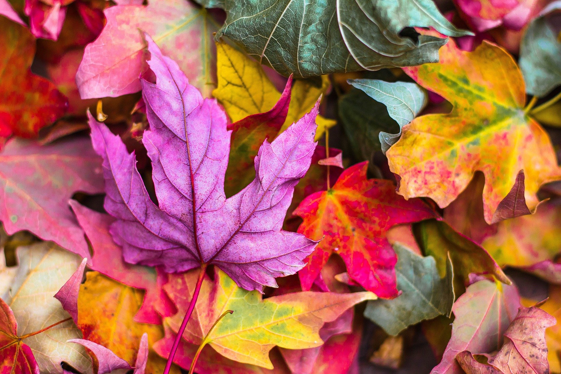 Plantas de interior que no pueden faltar en tu hogar este otoño