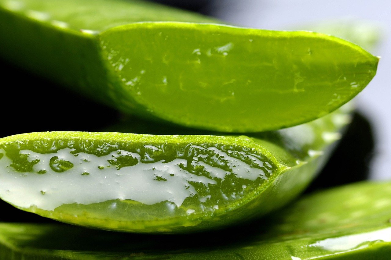 Aloe vera, sus beneficios y recomendaciones de cultivo