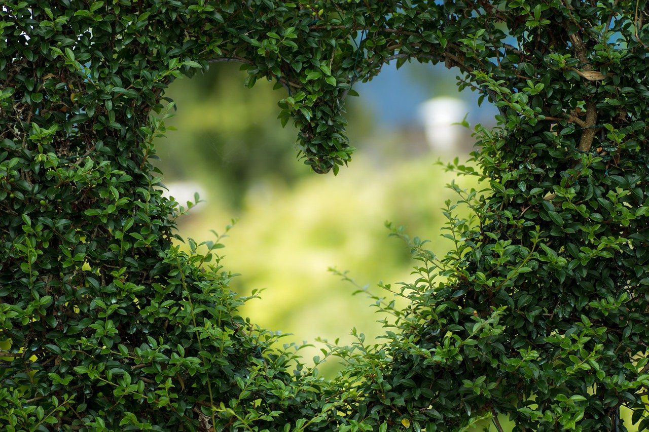 ¿Cuáles son las plantas que más oxigeno producen?