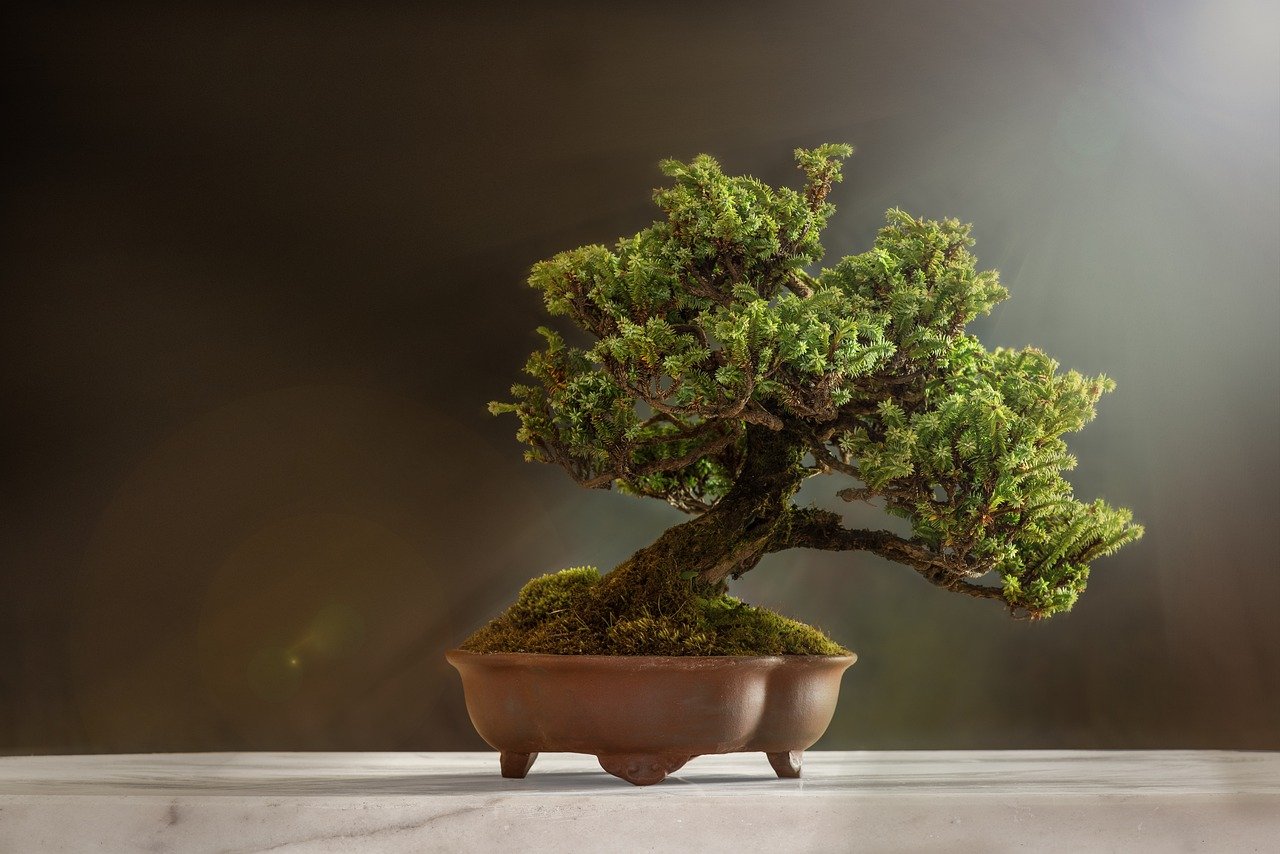 Cómo iniciarte en el mundo del bonsai