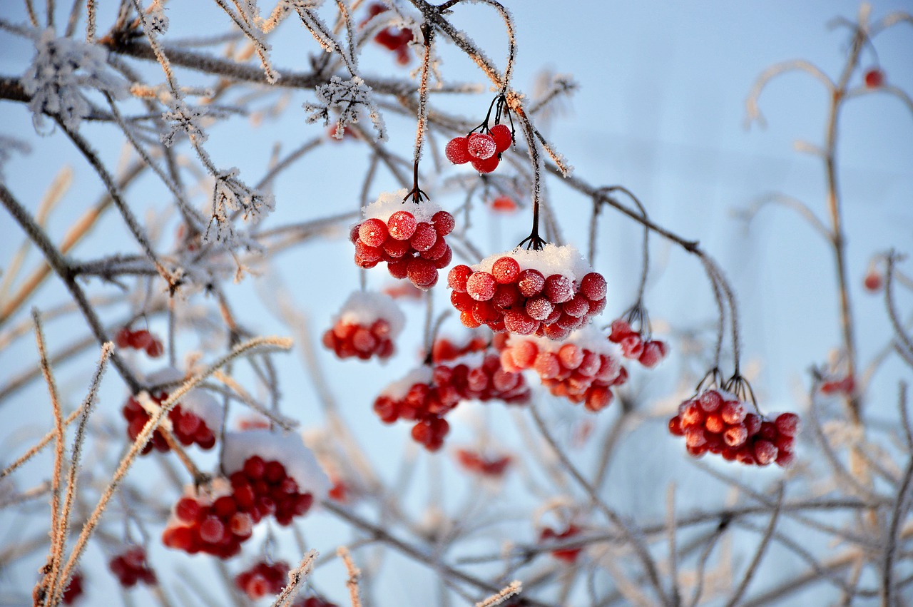 7 árboles y arbustos de coloridos frutos para invierno y otoño