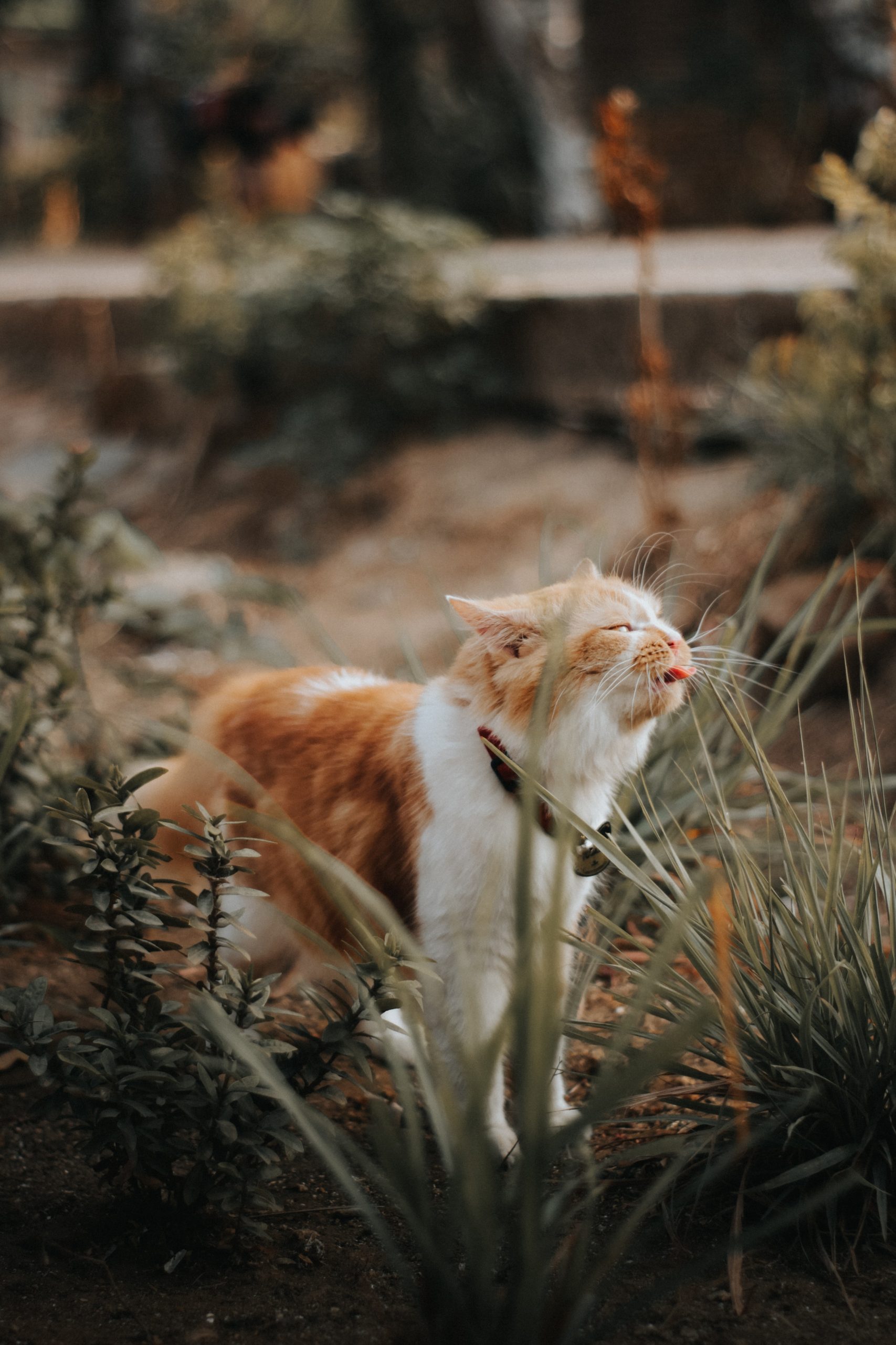 ¡Cuidado con tus plantas! Podrían dañar a tu compañero felino