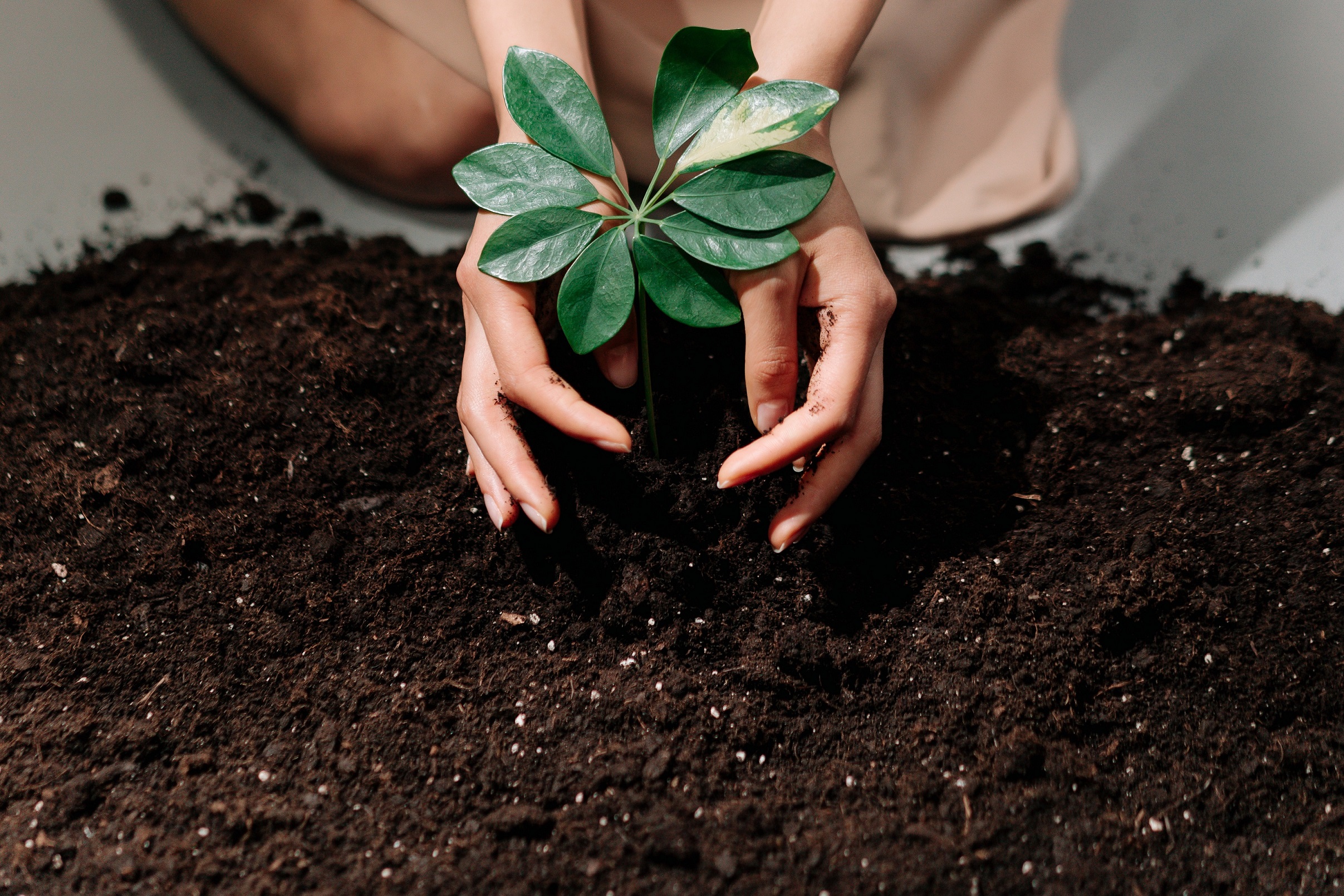 Elige el mejor abono para tus plantas