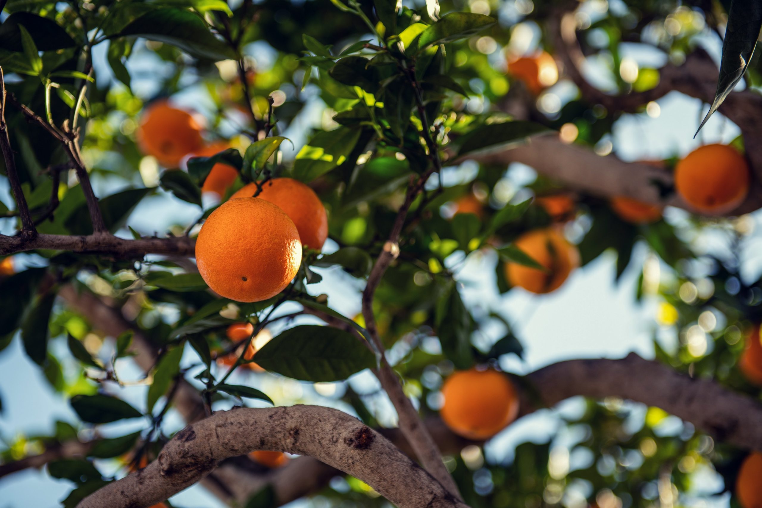 Te contamos como es el Jardín mediterráneo