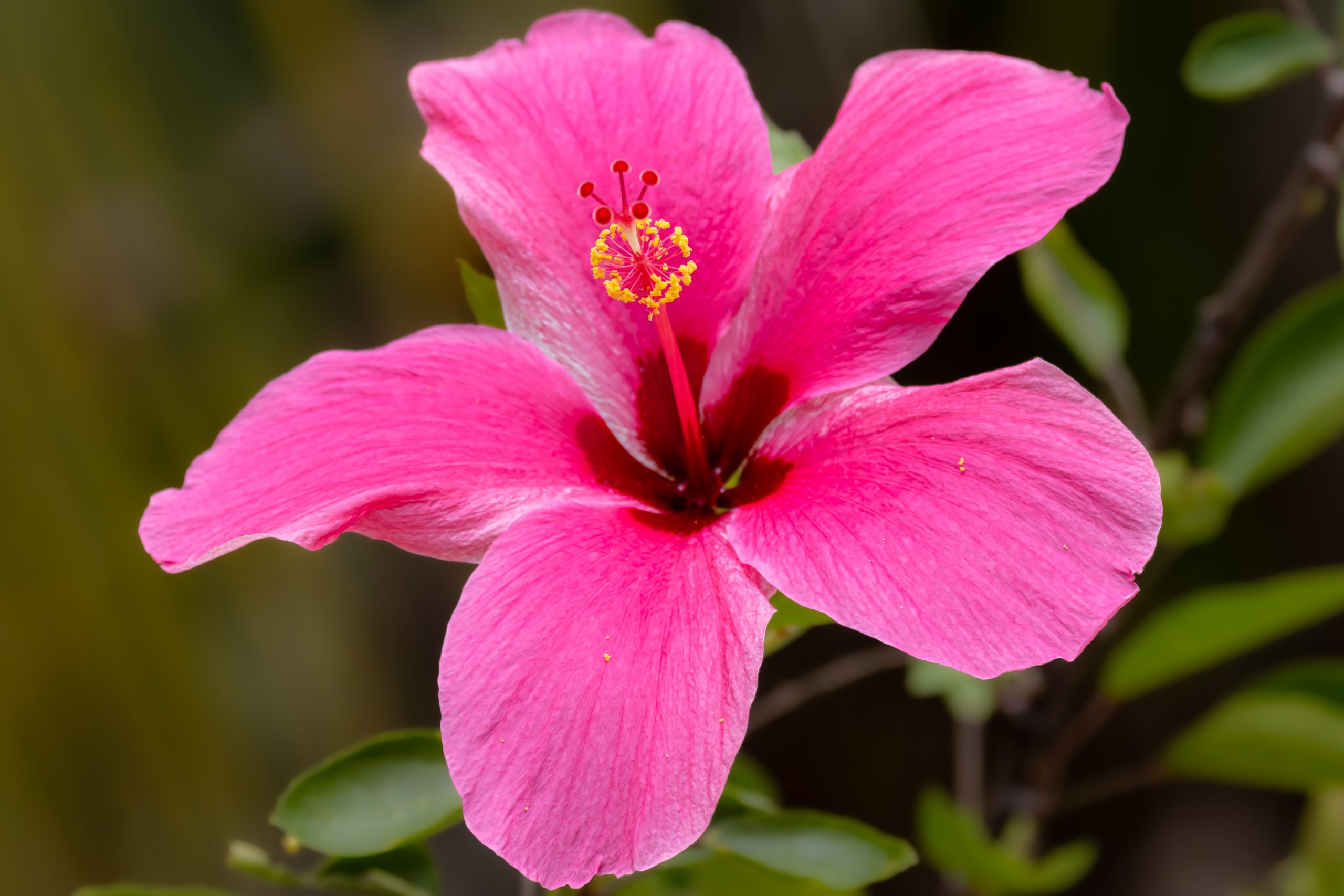 Cuidado con estas plantas invasoras