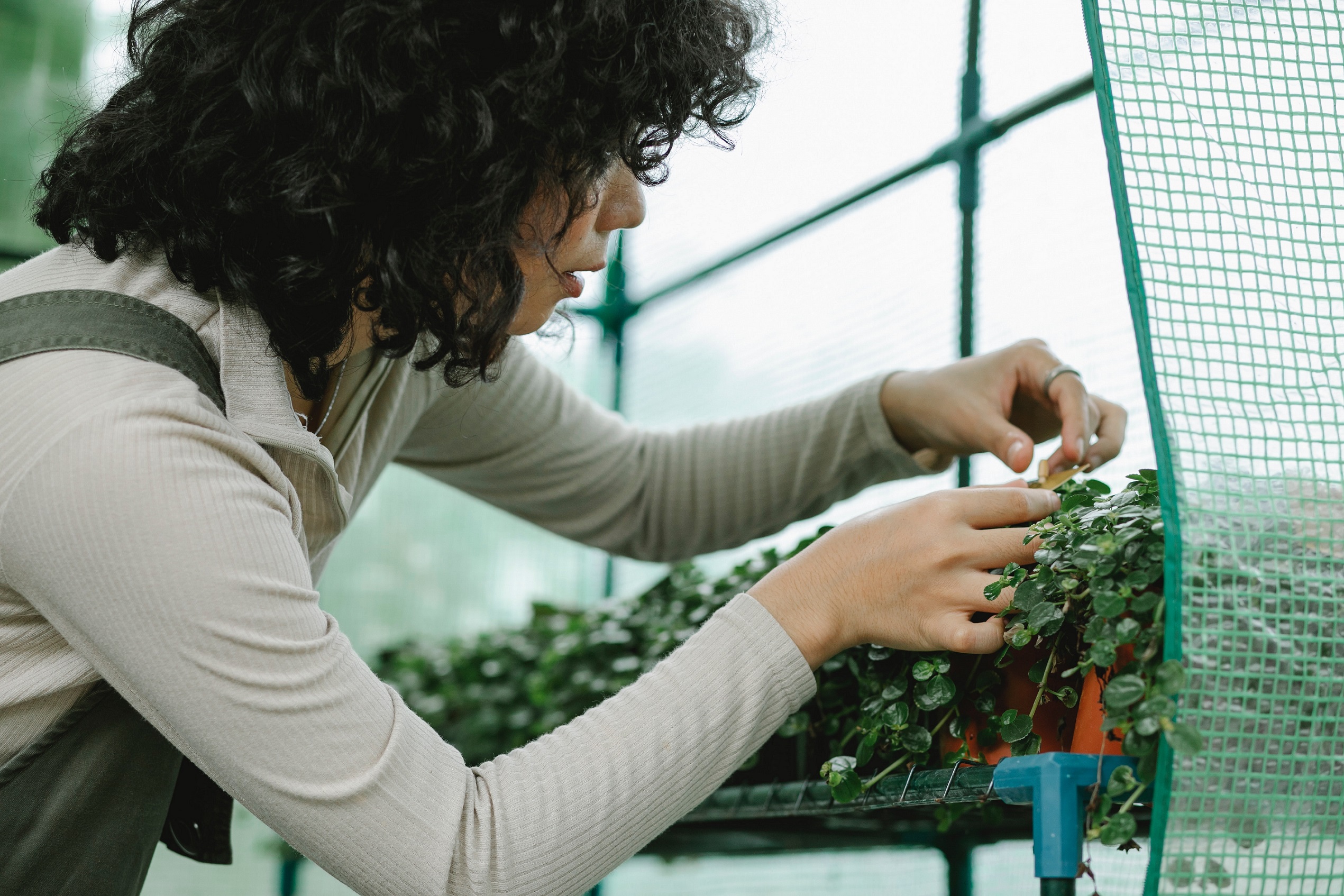 Protege a tus plantas del frío