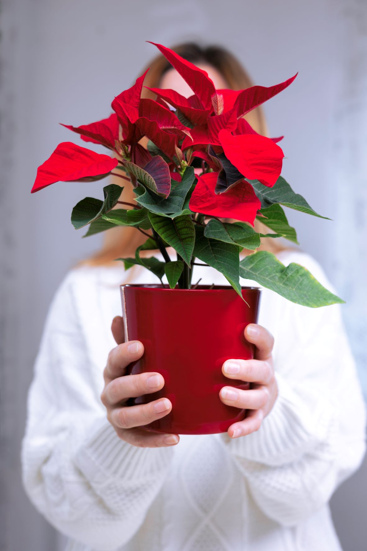 Las plantas de navidad: flor de pascua, acebos, muérdago y abetos