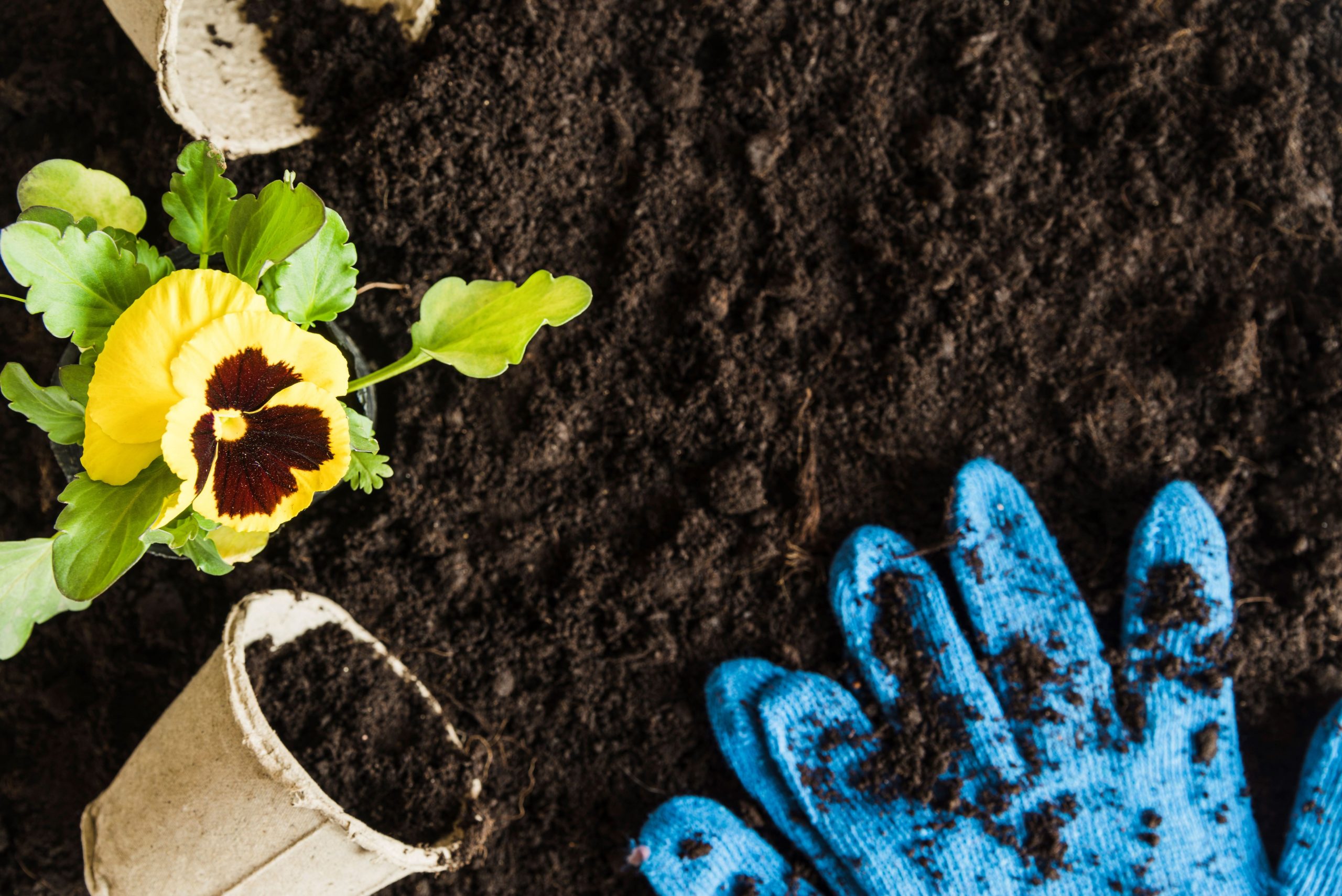 Atrévete a plantar flores en invierno