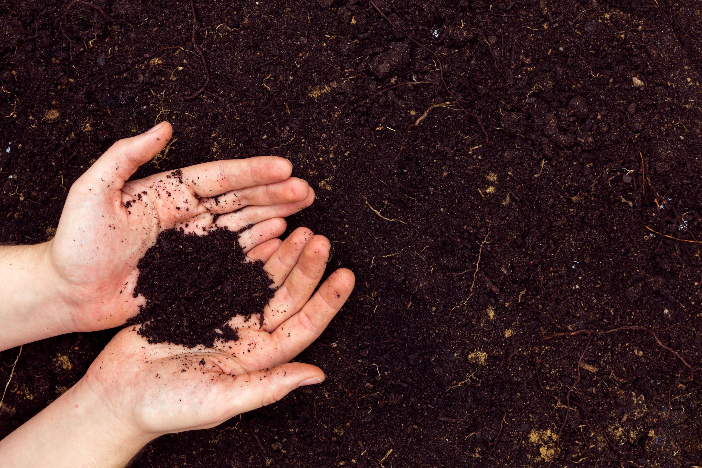 Conoce el mantillo para plantas