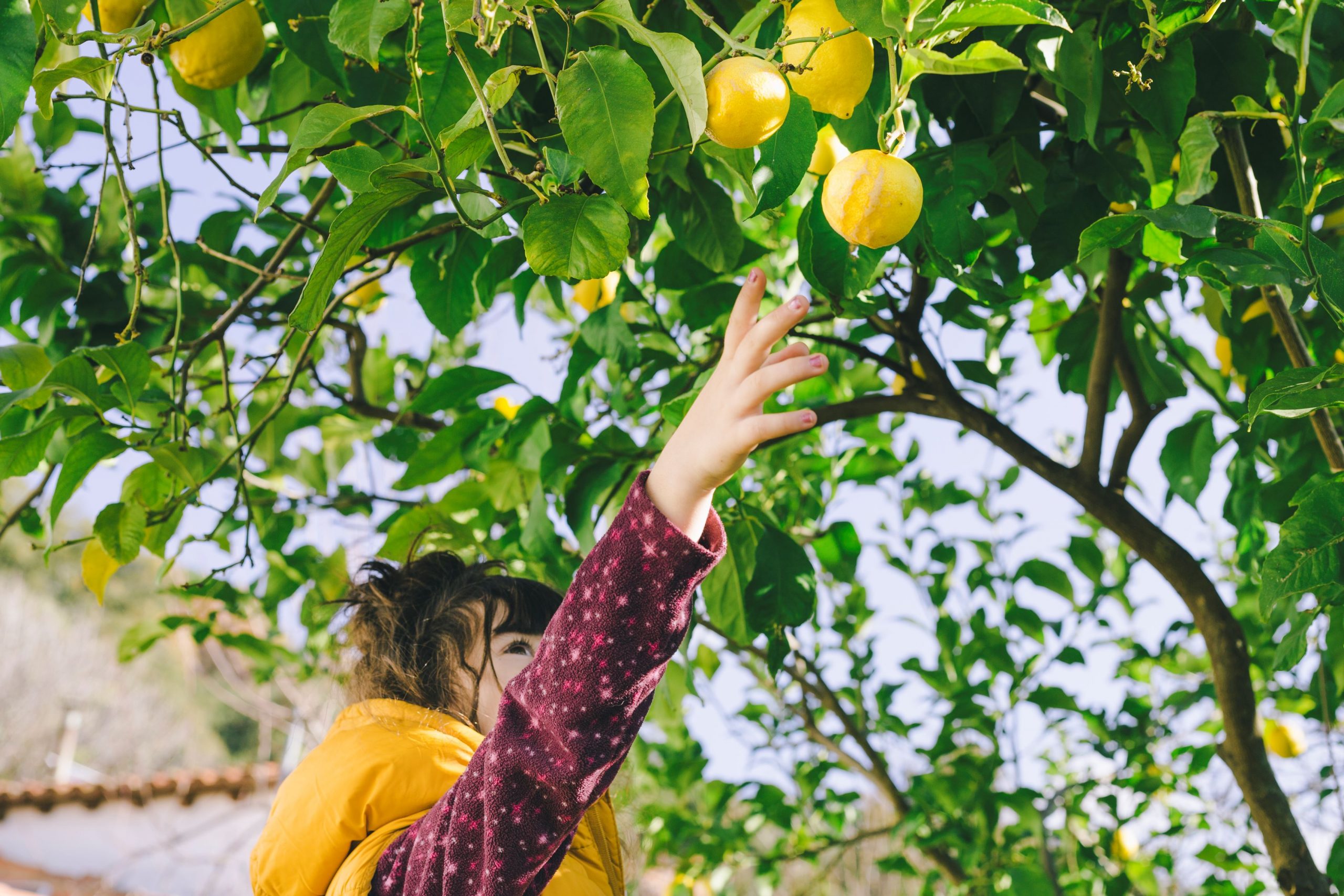 Anímate con los árboles frutales