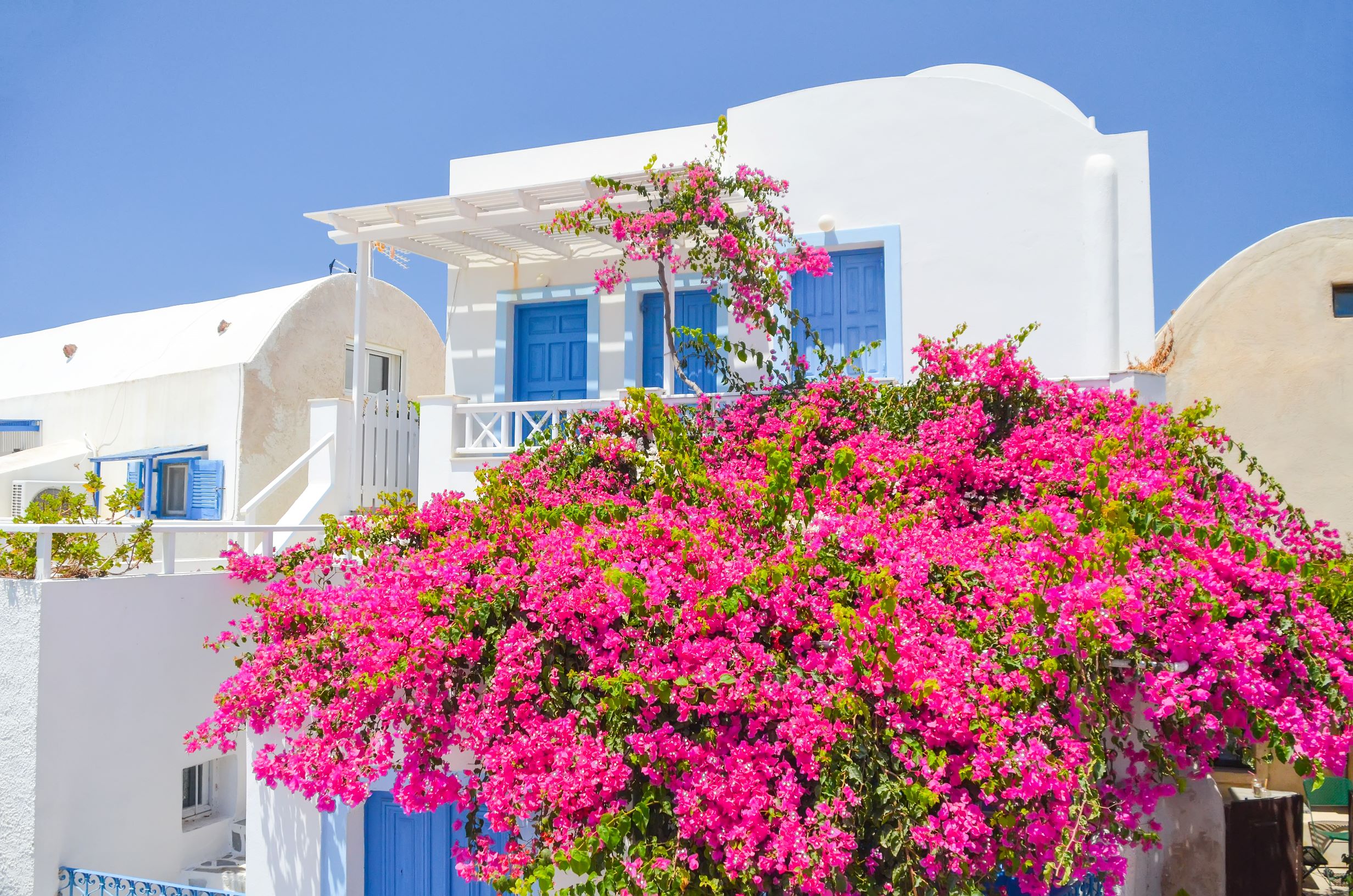 Cuida de tu buganvilla este verano