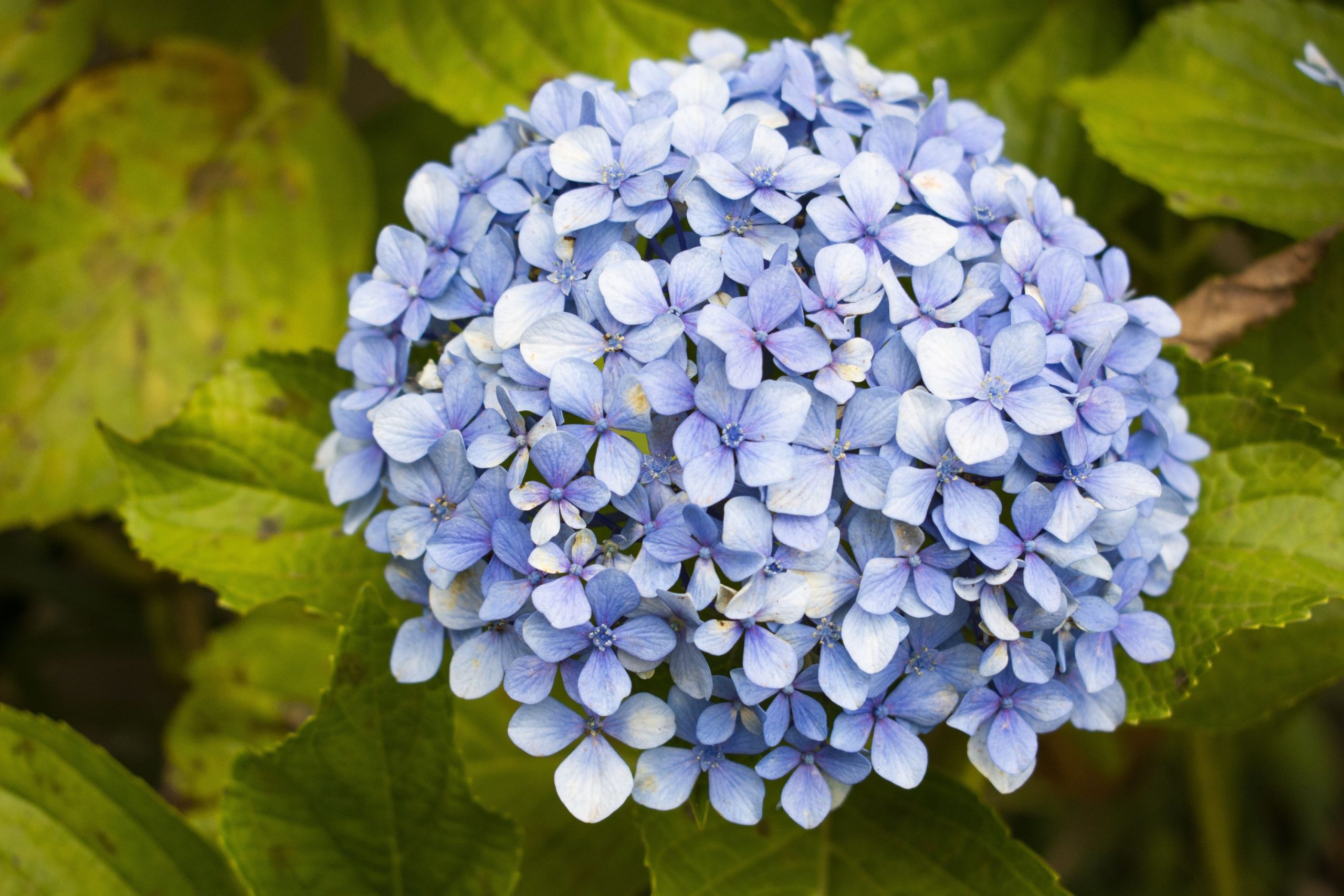 Las hortensias y sus cuidados